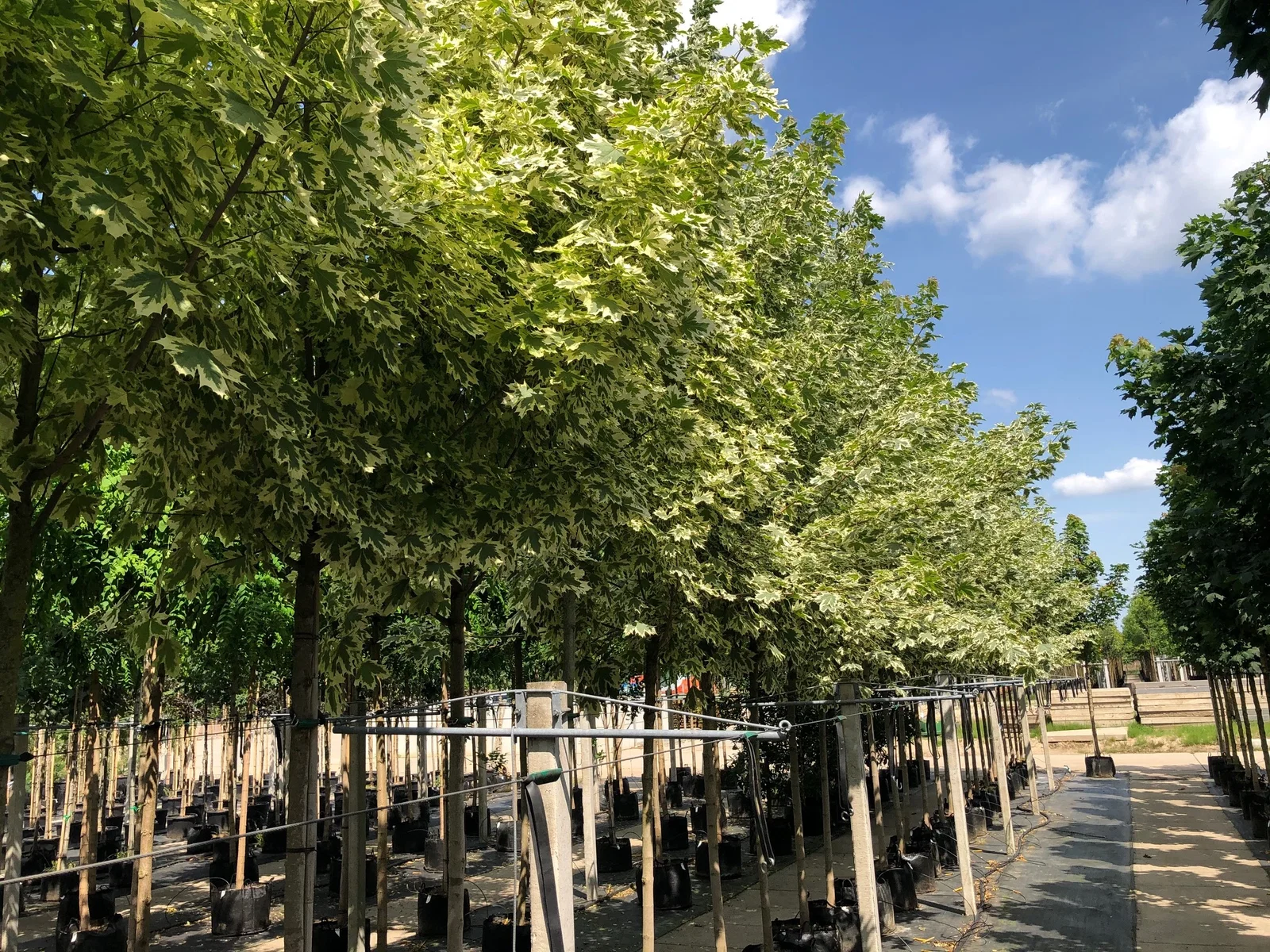 Acer Platanoides Drummondii (Ahorn)-4