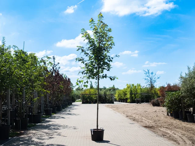 Acer Freemanii Autumn Blaze (Ahorn)