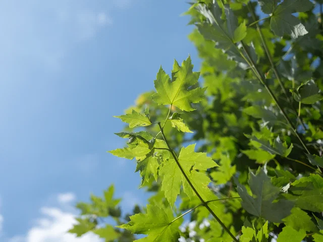 Acer Freemanii Celzam (Celebration)