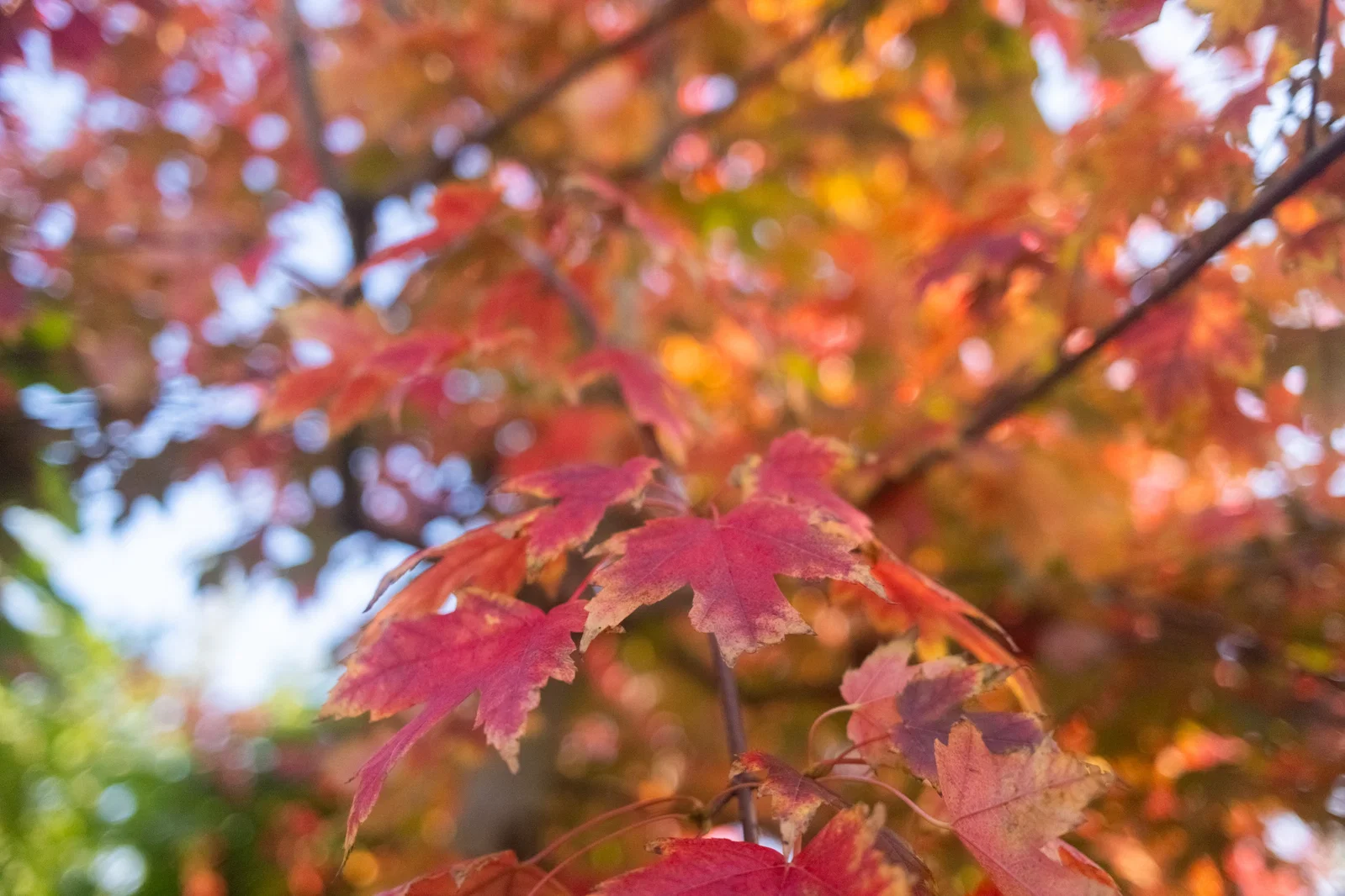 Acer Rubrum Scanlon (Rotahorn)-2