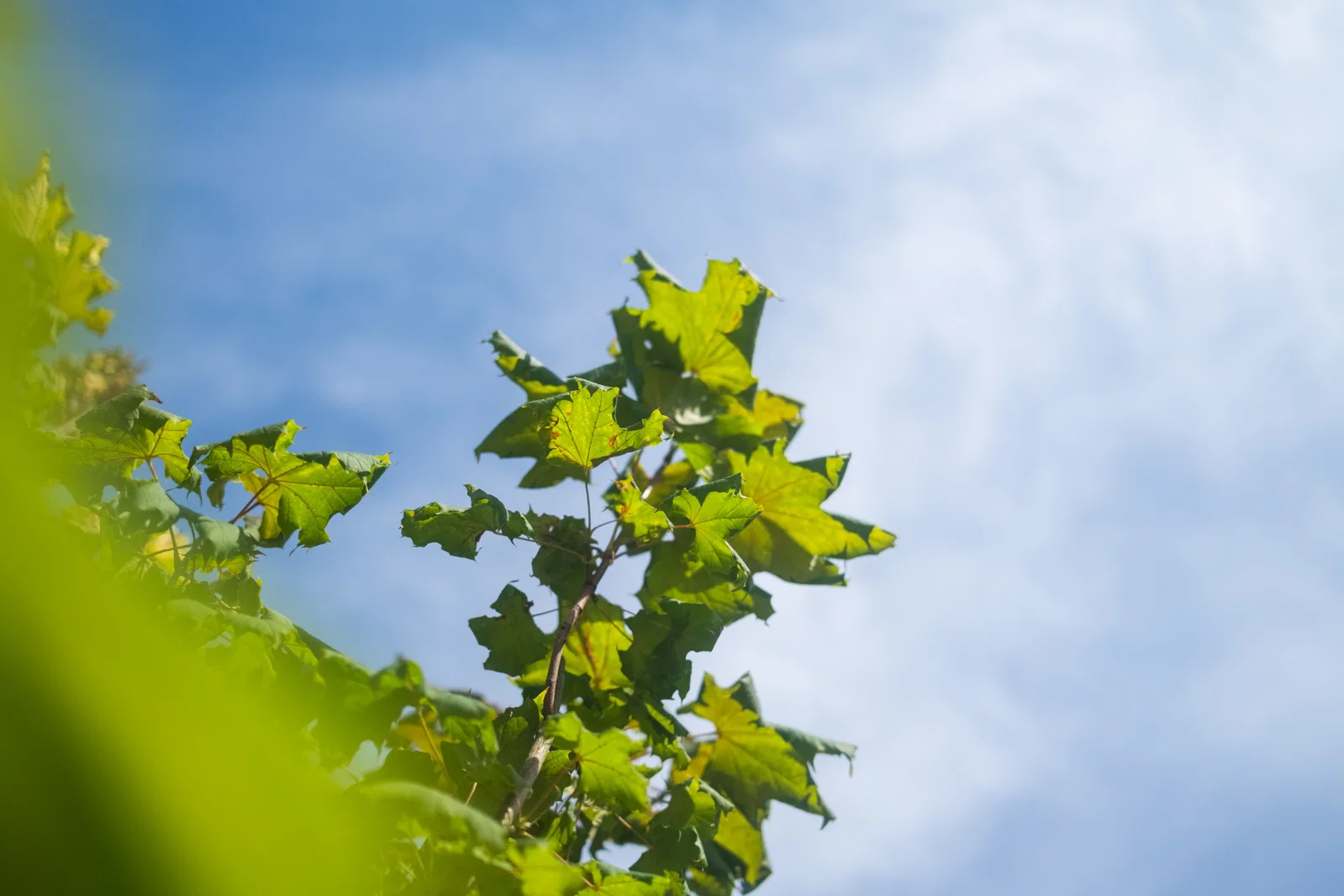 Acer Platanoides Princeton Gold (Spitzahorn)-5