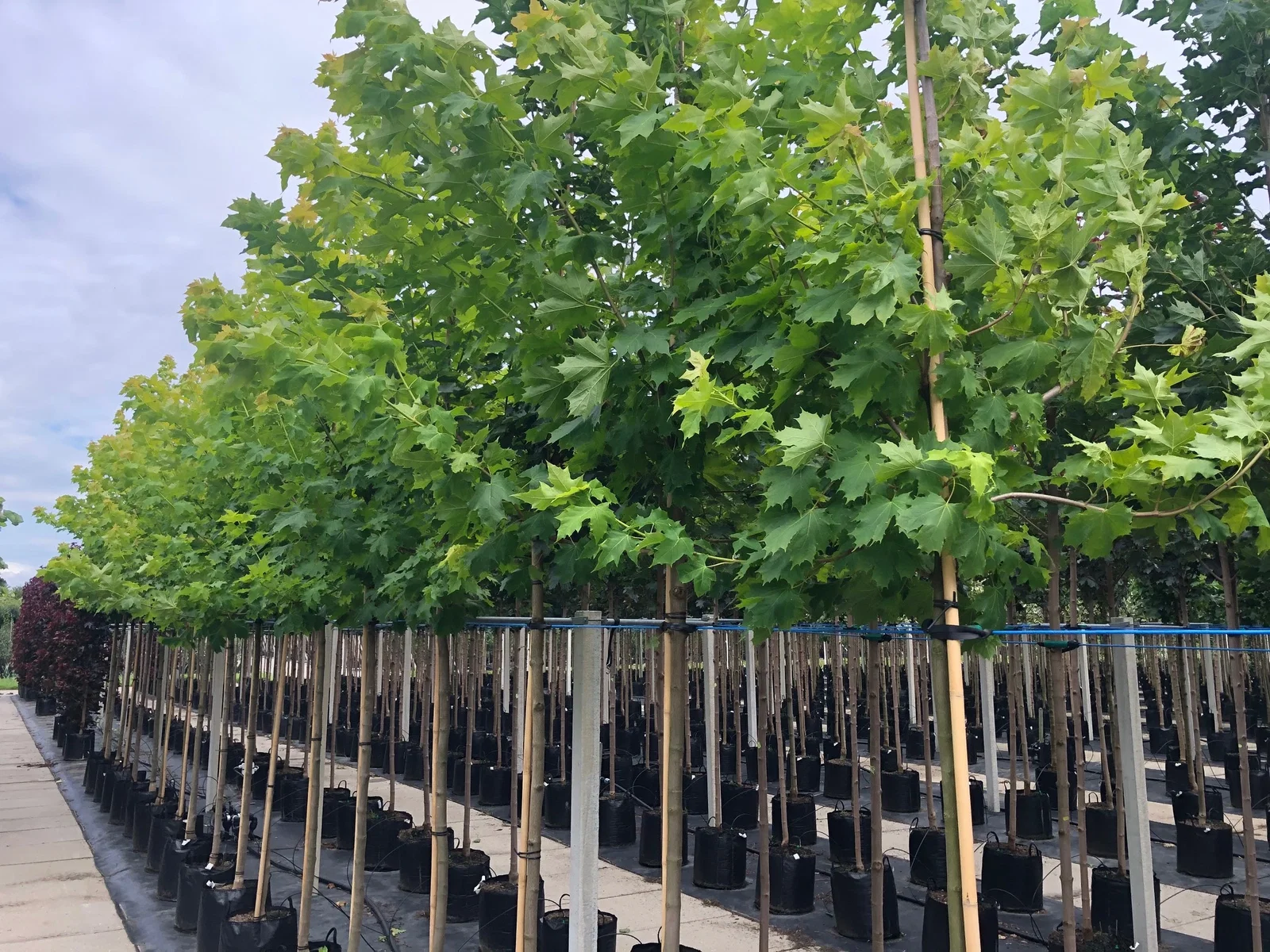 Acer Platanoides Princeton Gold (Spitzahorn)-1