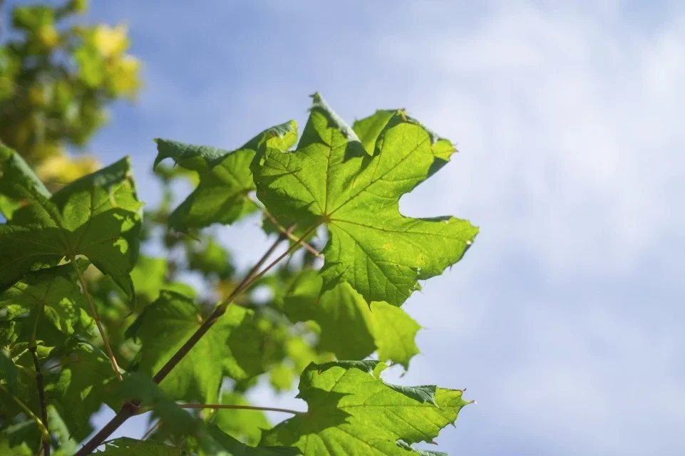 Acer Platanoides Princeton Gold (Spitzahorn)-3