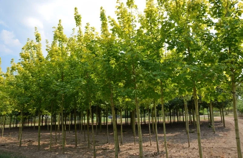 Acer Platanoides Princeton Gold (Spitzahorn)-4