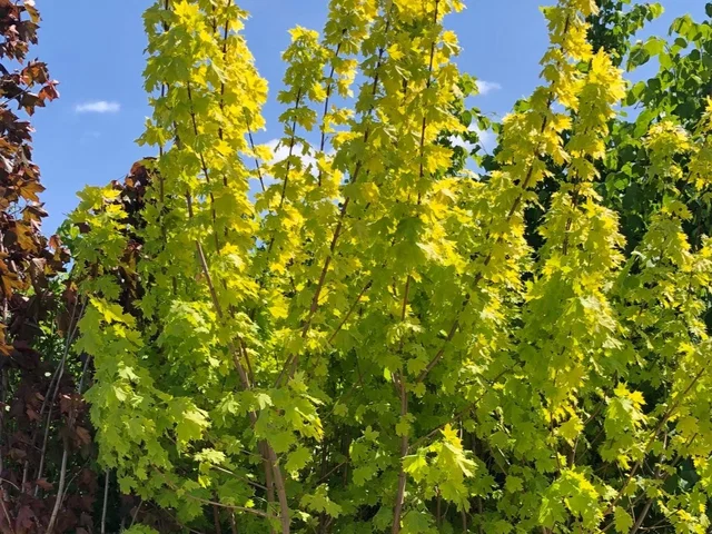 Acer Platanoides Princeton Gold (Spitzahorn)