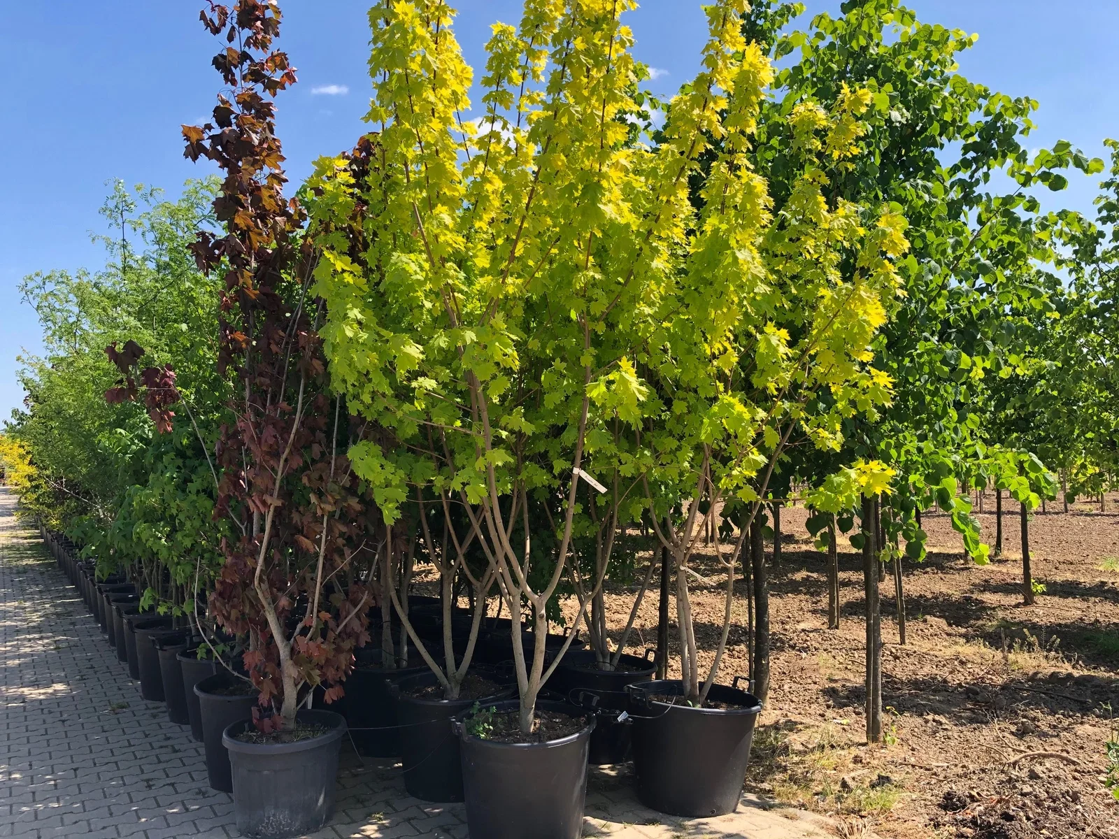Acer Platanoides Princeton Gold Mehrstämmig (Spitzahorn)-1