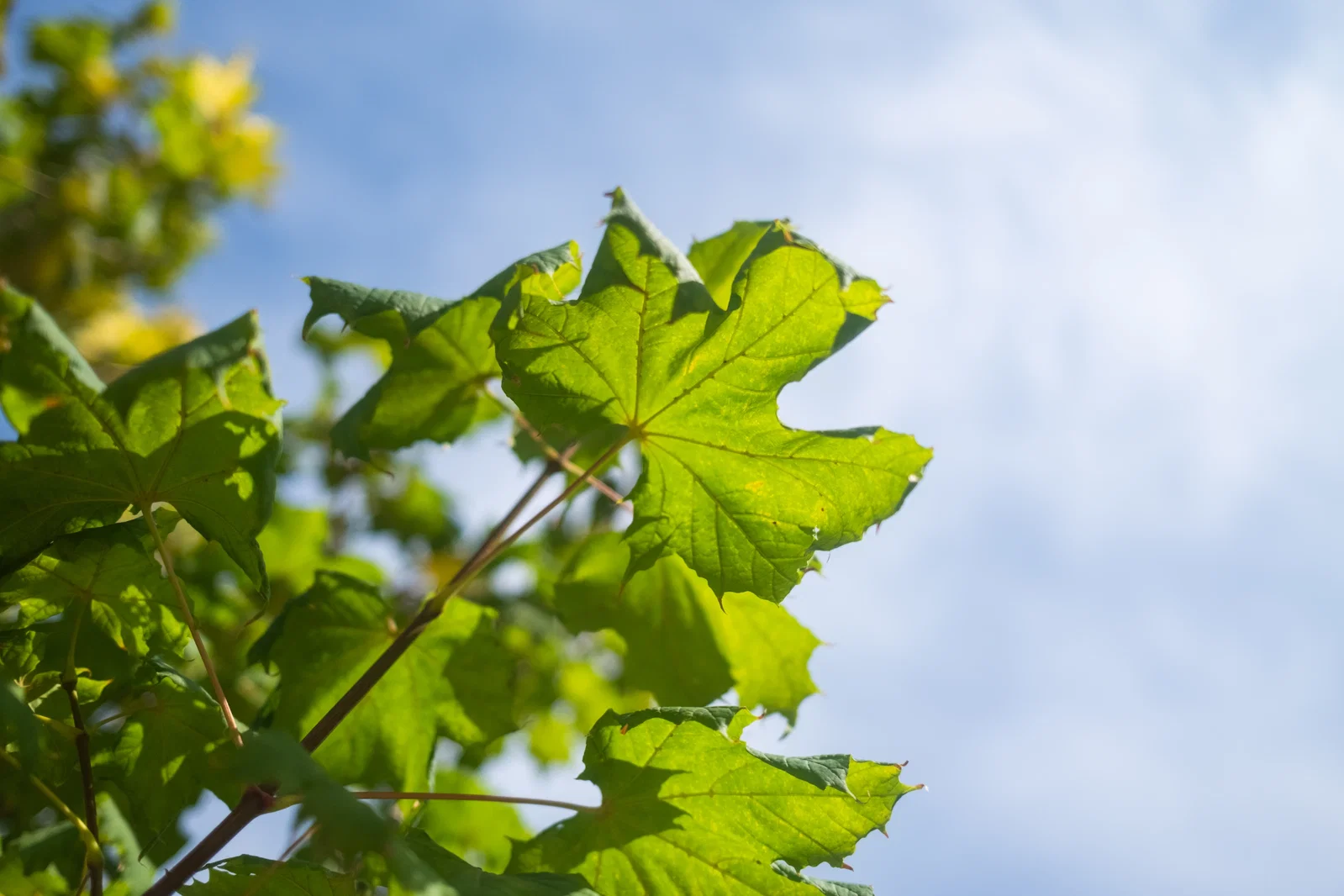 Acer Platanoides Princeton Gold Mehrstämmig (Spitzahorn)-2