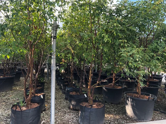 Acer Griseum Mehrstämmig (Zimtahorn)