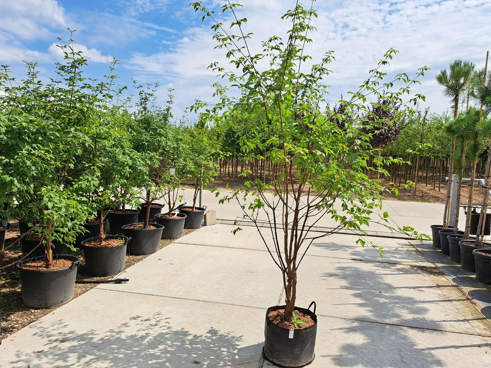 Acer Griseum Mehrstämmig (Zimtahorn)-4