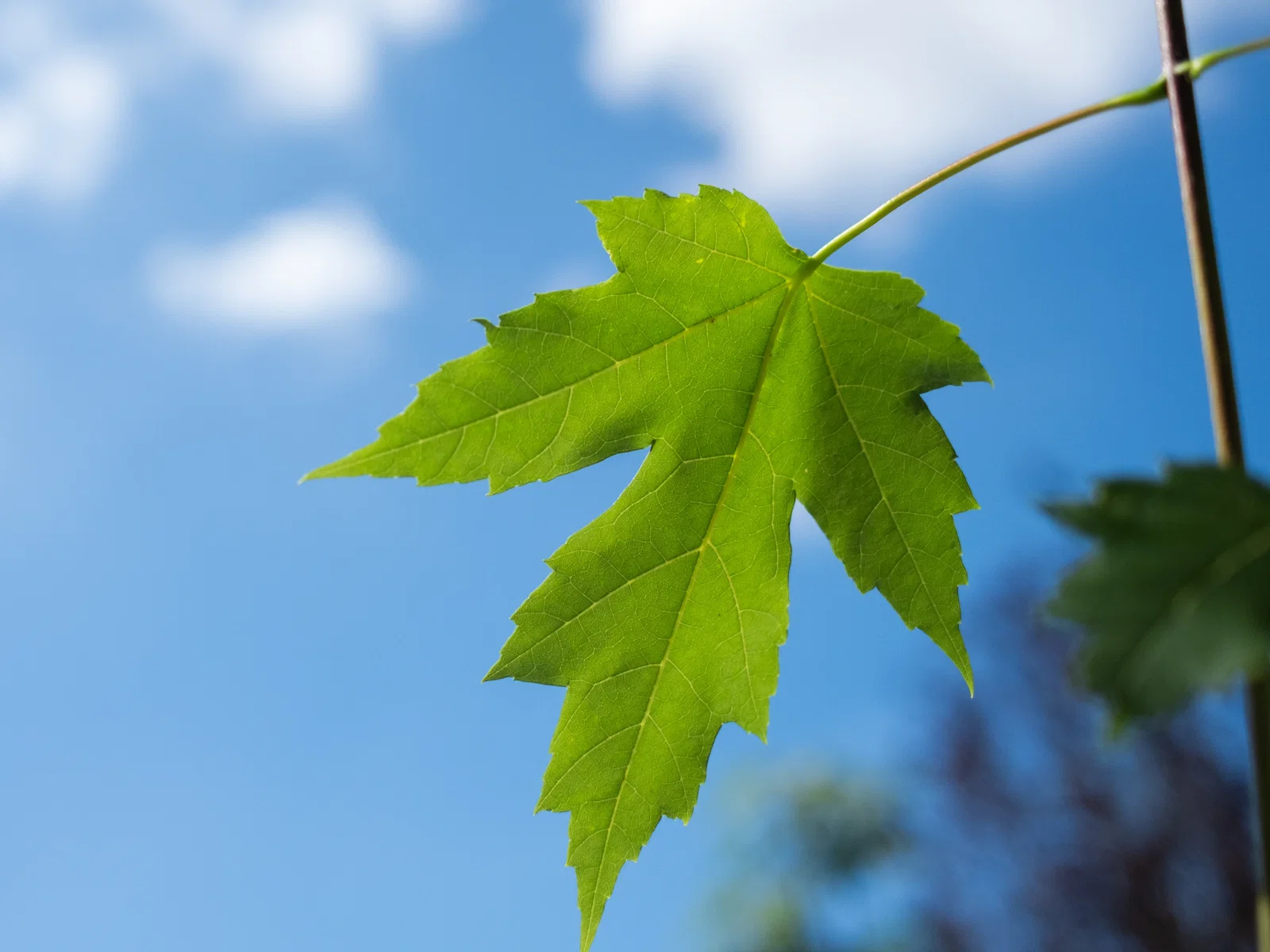Acer Freemanii Autumn Blaze (Ahorn)-6