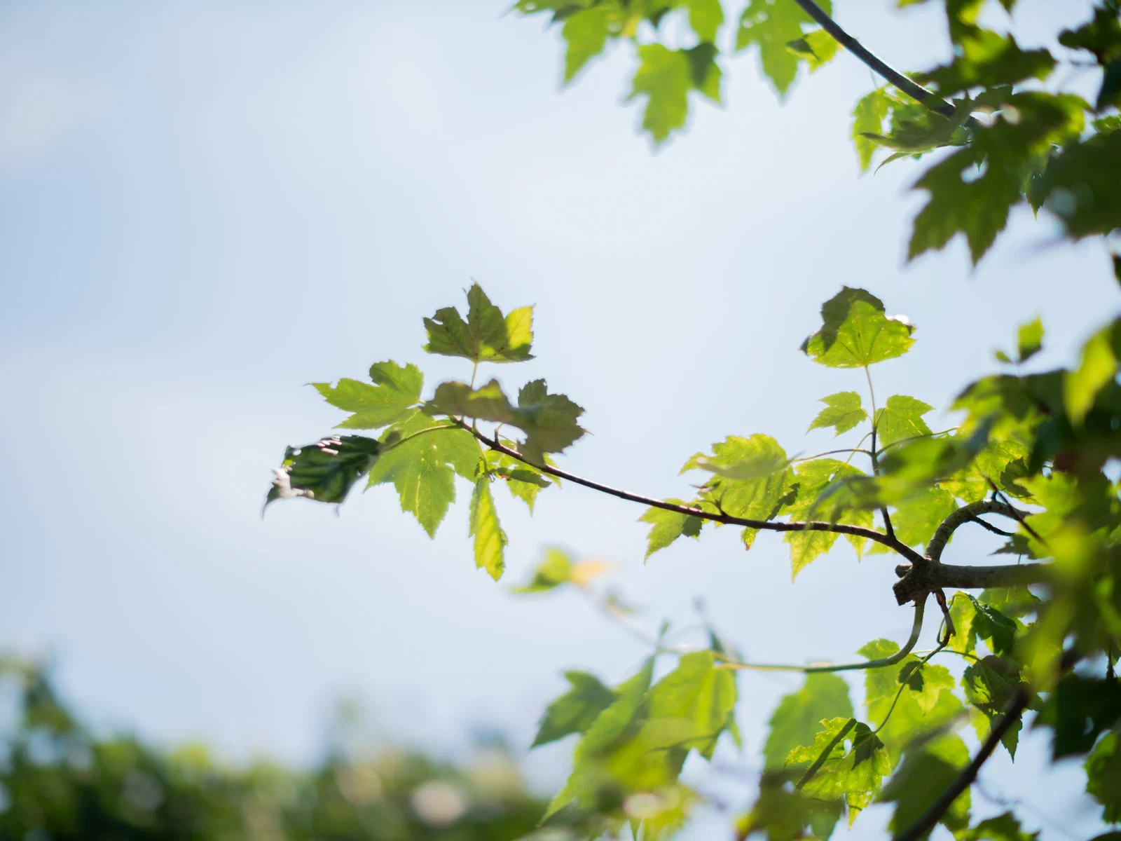 Acer Pacific Sunset (Waldahorn)-3