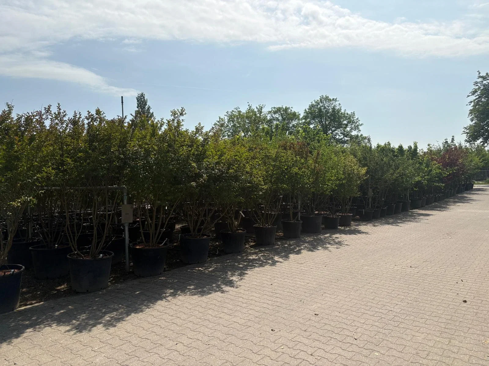Acer Rubrum Mehrstämmig (Rotahorn)-9