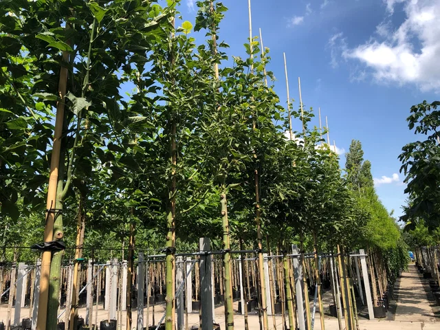Acer Davidii (Schlangenhautahorn)