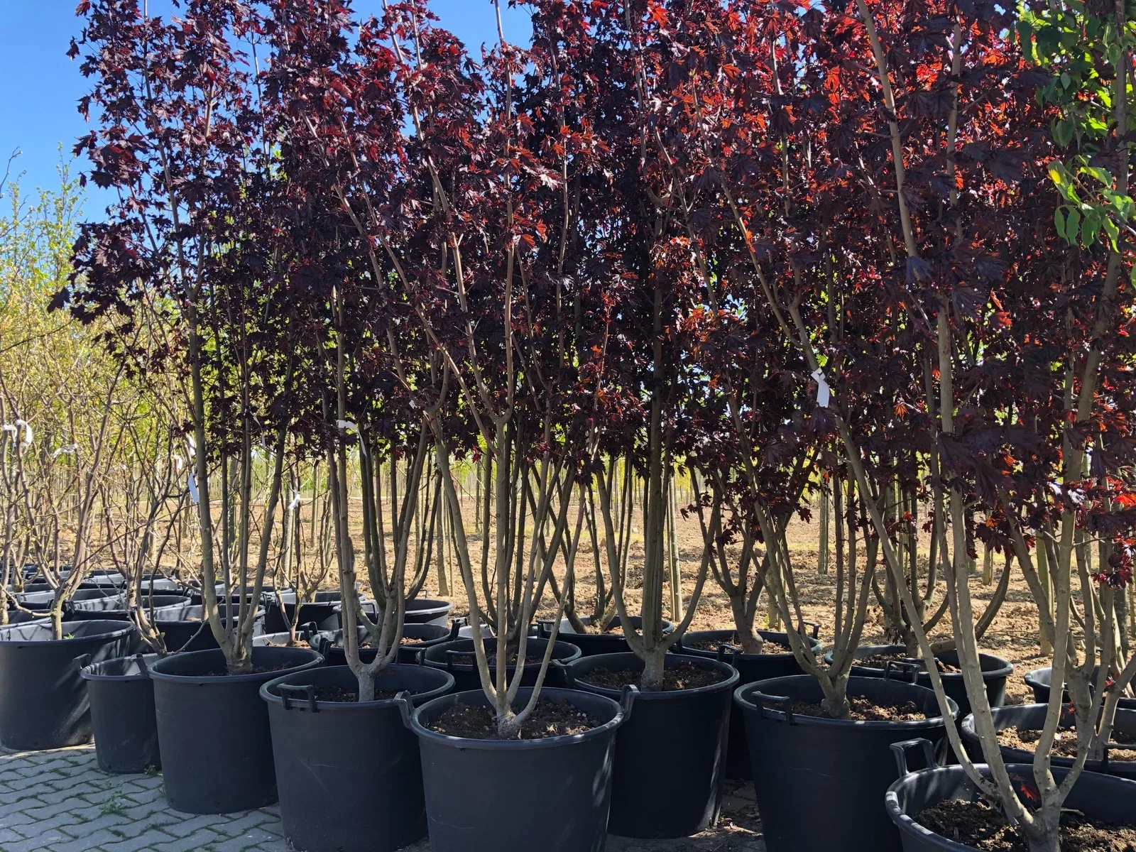 Acer Platanoides Royal Red Mehrstämmig (Blutahorn)-1