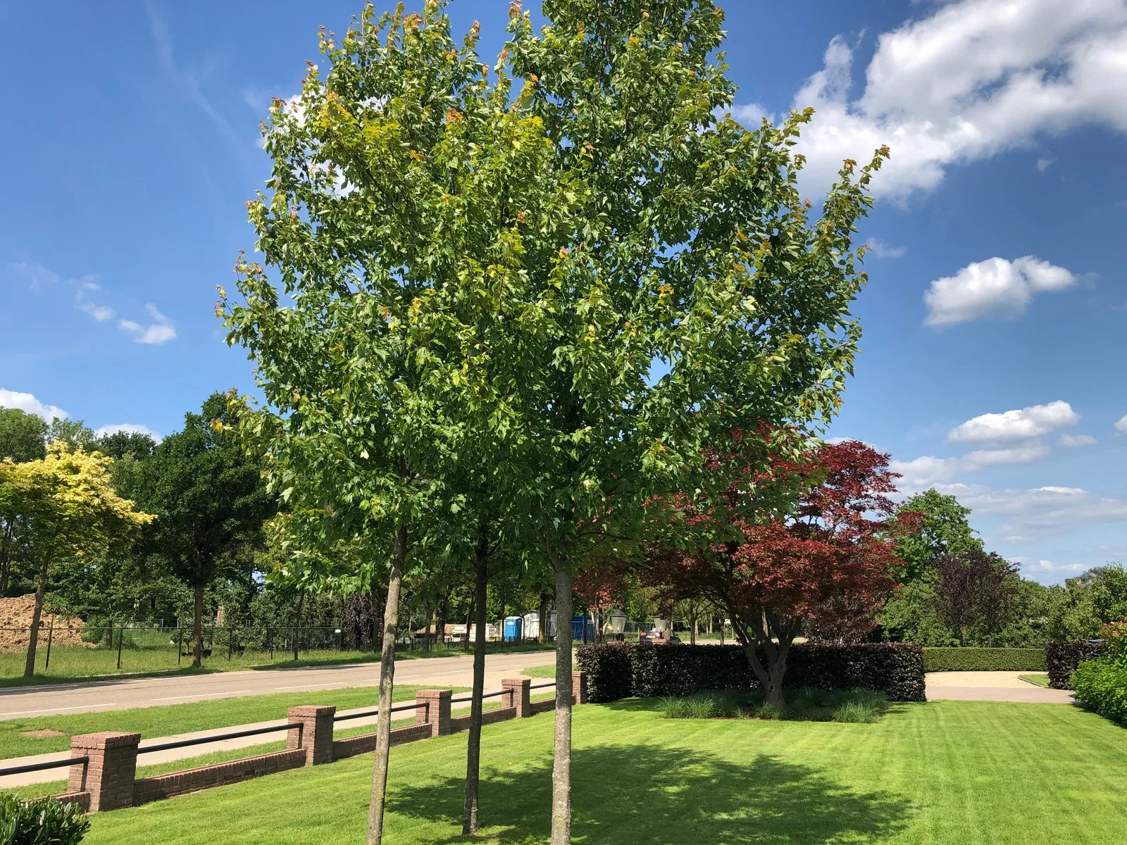 Acer Rubrum Oktober Glory (Rotahorn)-2