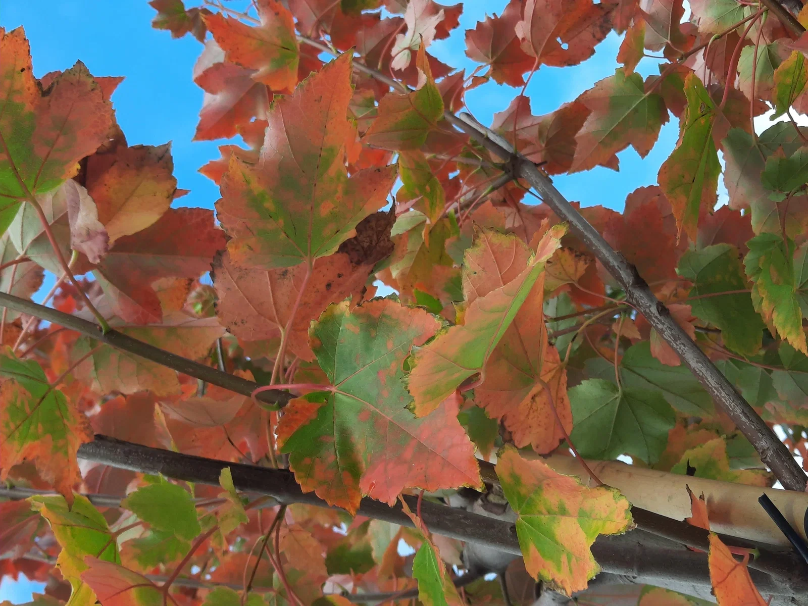 Acer Rubrum Oktober Glory (Rotahorn)-4