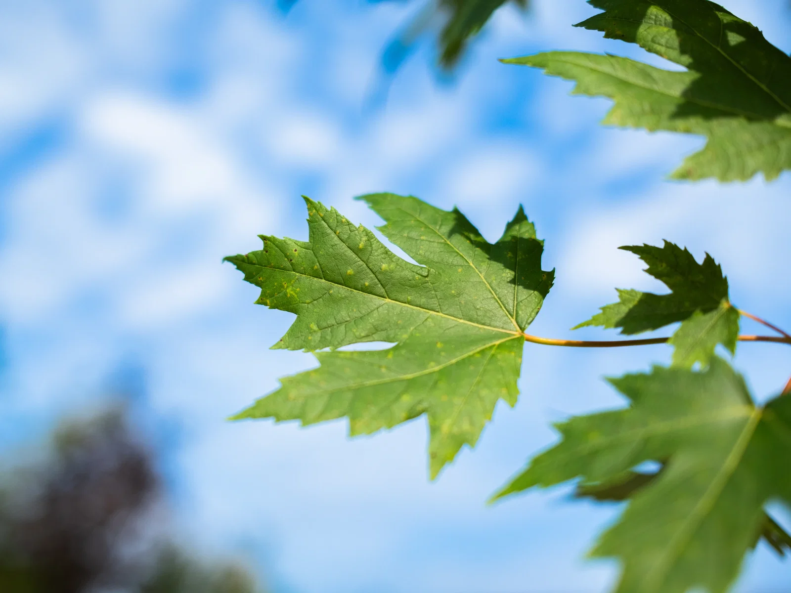 Acer Rubrum Red Sunset (Rote Ahorn)-7