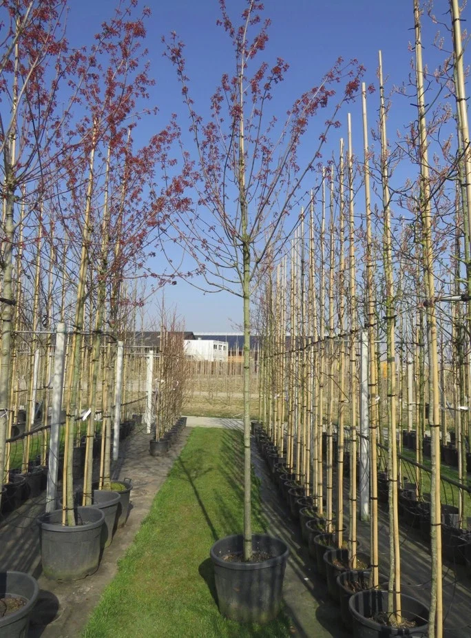 Acer Rubrum Red Sunset (Rote Ahorn)-3