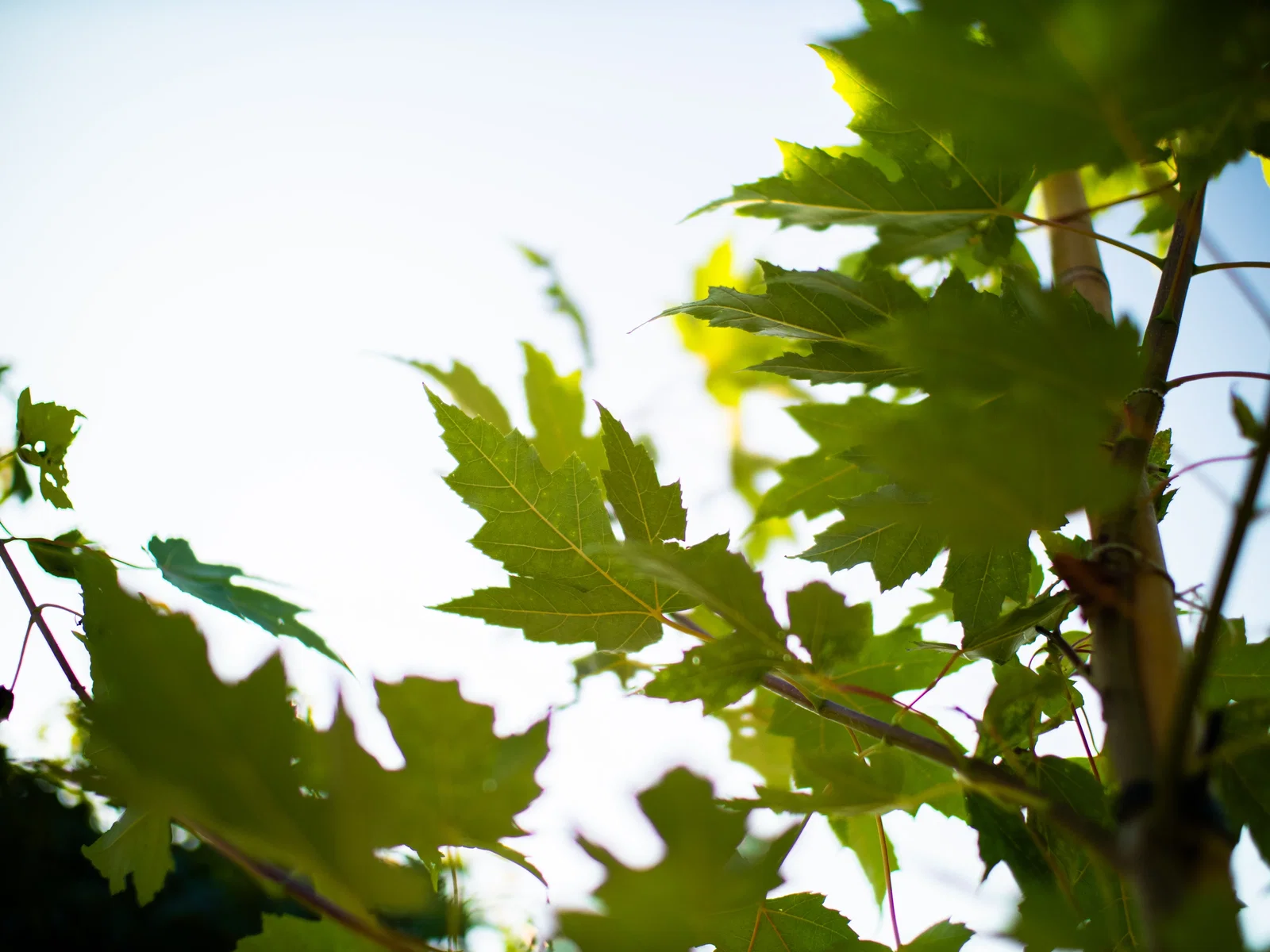 Acer Rubrum (Rotahorn)-5
