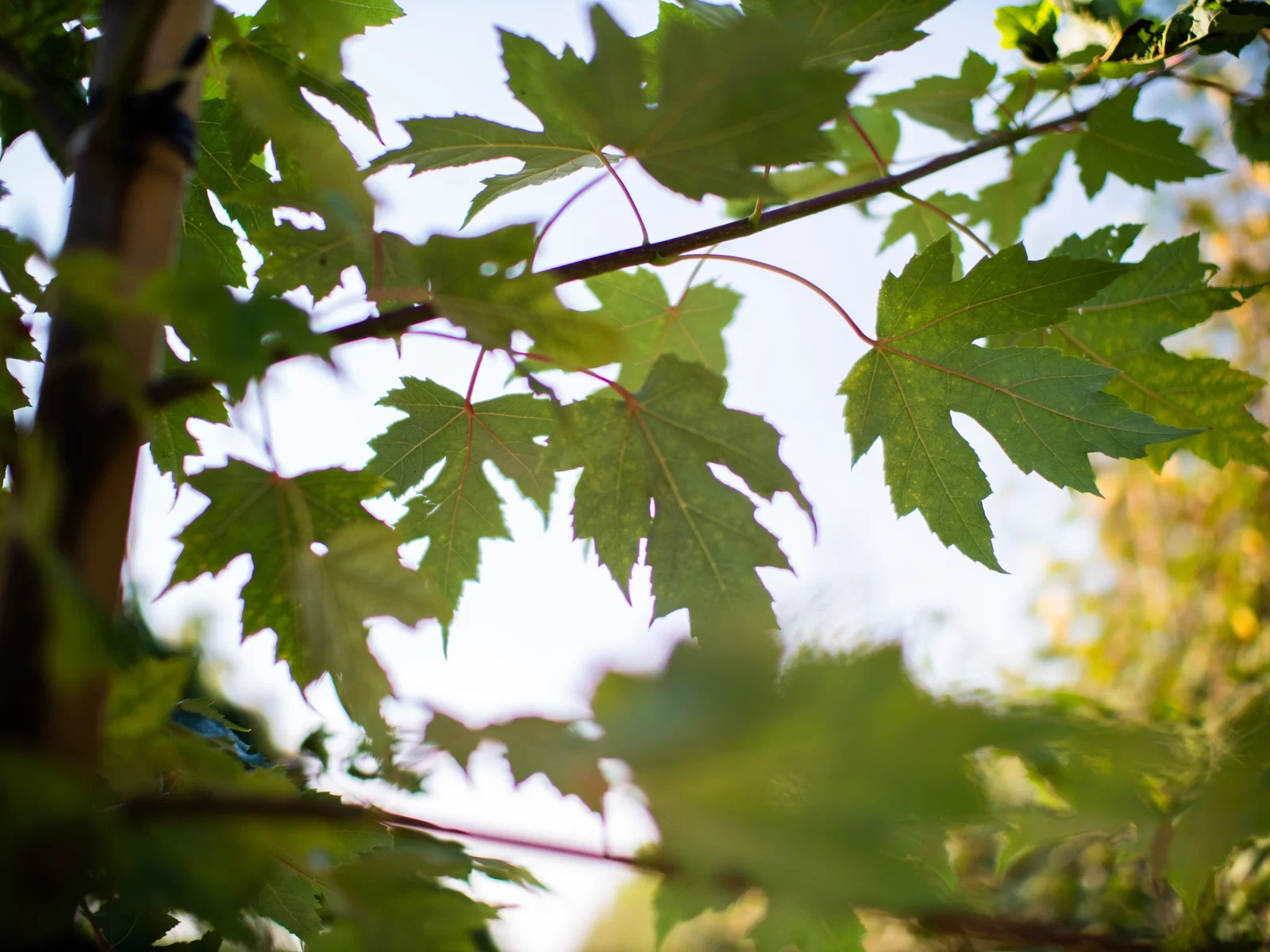 Acer Rubrum (Rotahorn)-2