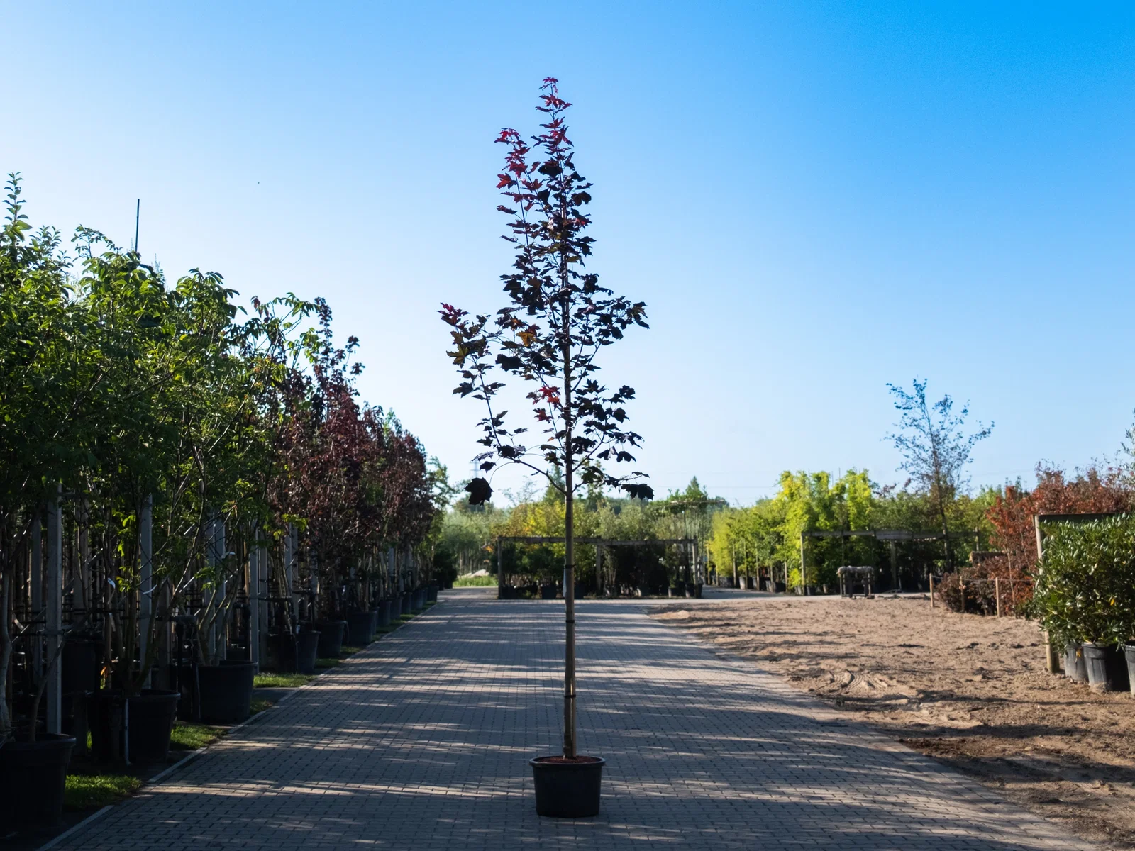 Acer Platanoides Royal Red (Rotblättrige Ahorn)-2