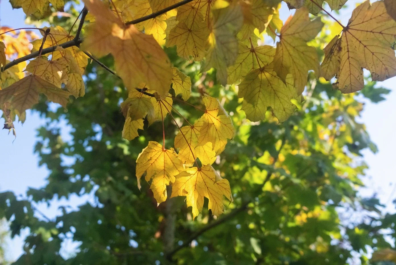 Acer Platanoides Emerald Queen (Spitzahorn)-6