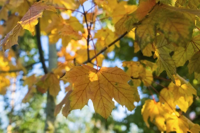 Acer Platanoides Emerald Queen (Spitzahorn)