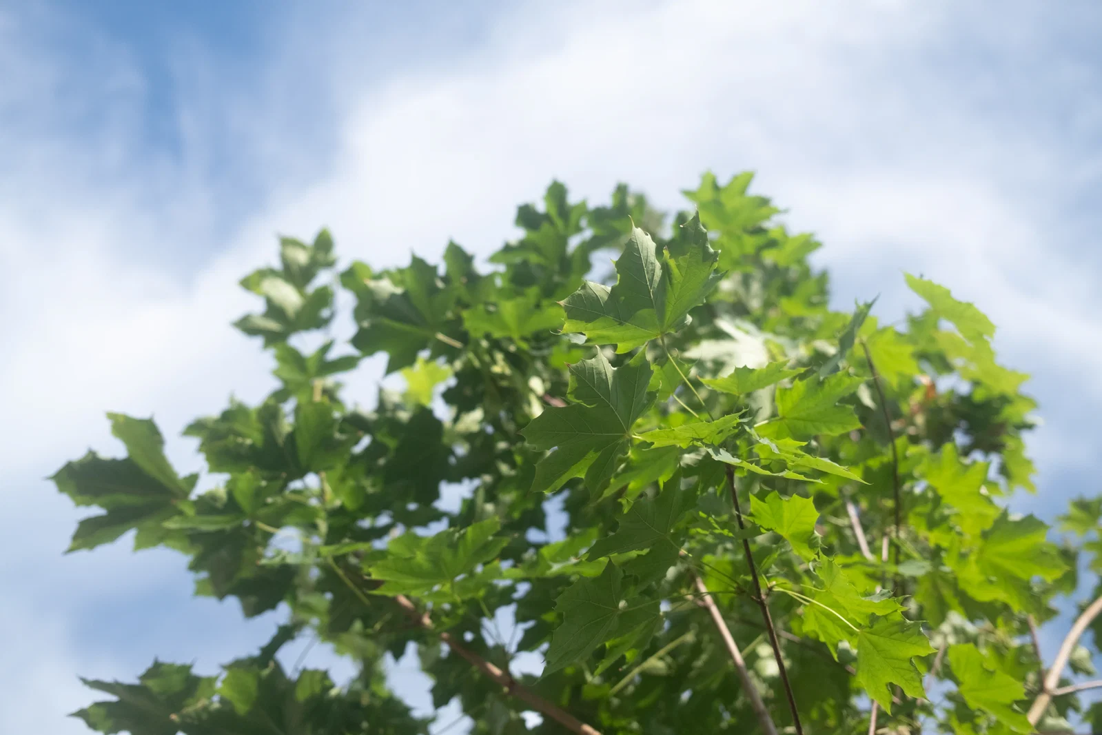 Acer Platanoides Emerald Queen (Spitzahorn)-4