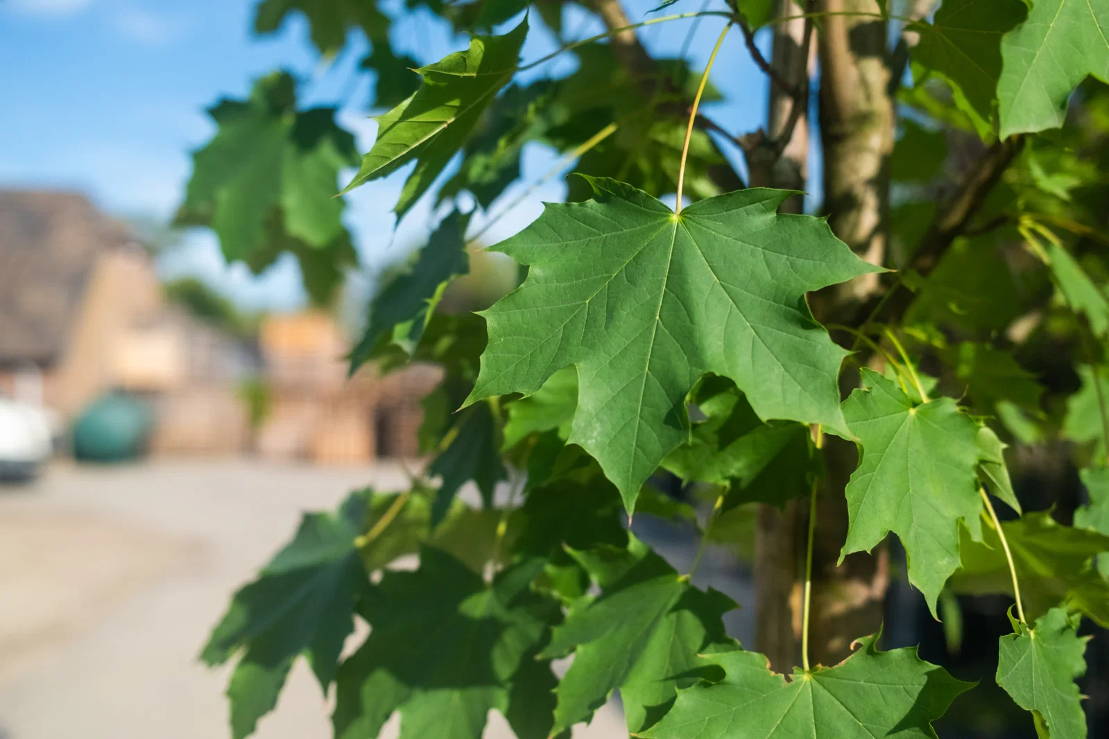 Acer Platanoides Emerald Queen (Spitzahorn)-5
