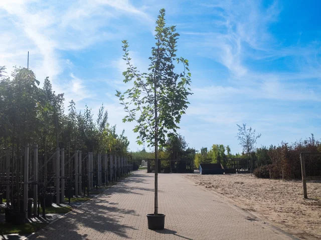 Acer Platanoides Emerald Queen (Spitzahorn)