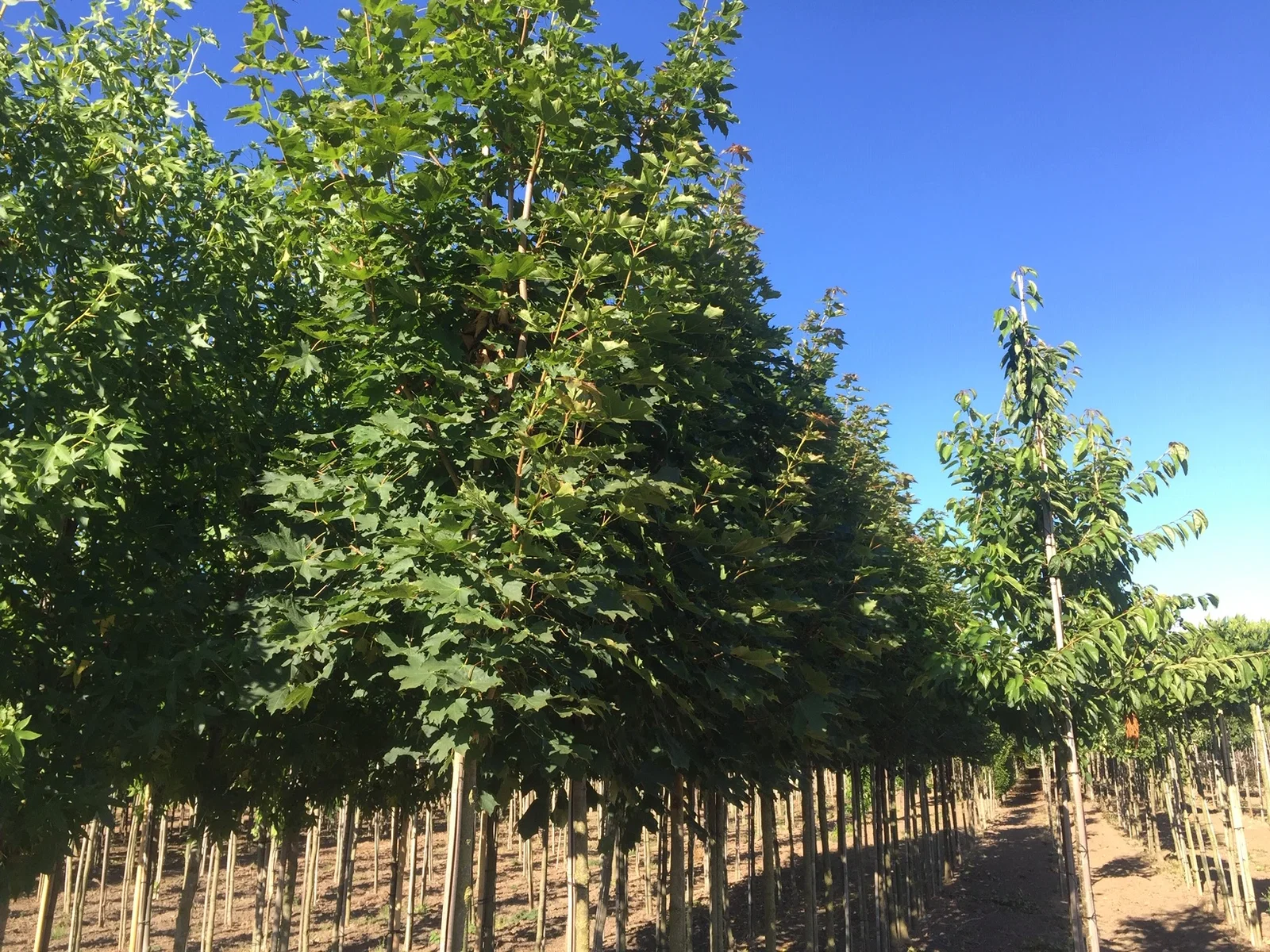 Acer Platanoides (Spitzahorn)-3