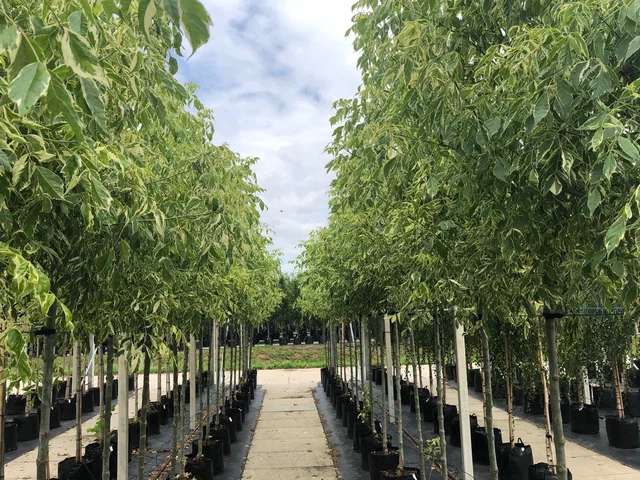 Acer Negundo Variegatum (Eschenahorn)