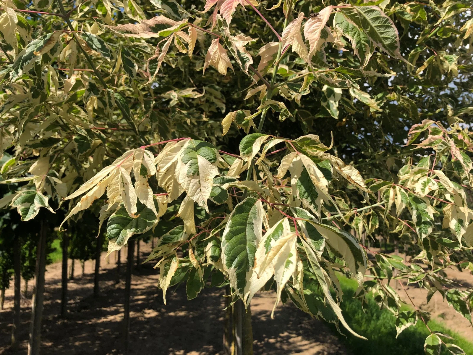 Acer Negundo Flamingo (Federahorn)-3