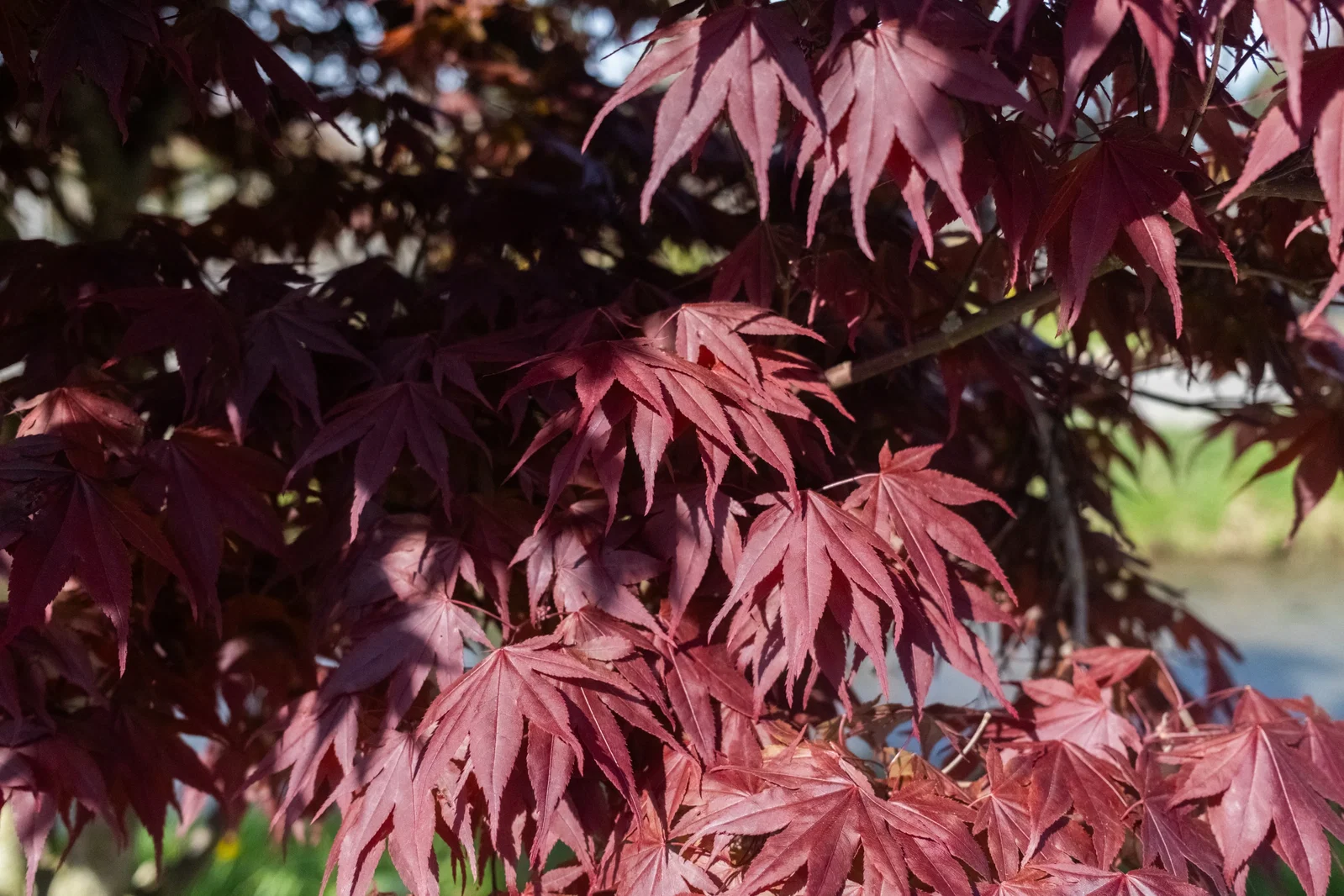 Acer Palmatum Bloodgood Mehrstämmig (Roten Fächerahorn)-11