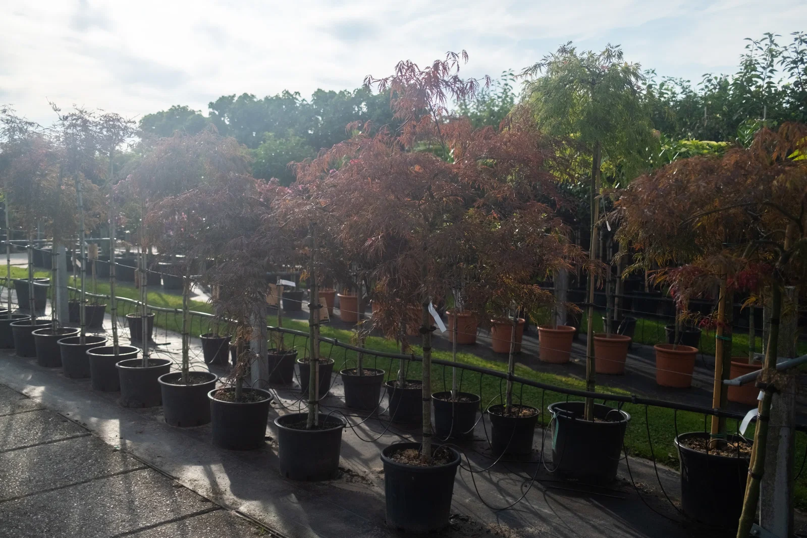 Acer Palmatum Garnet (Japanischer Ahorn)-3