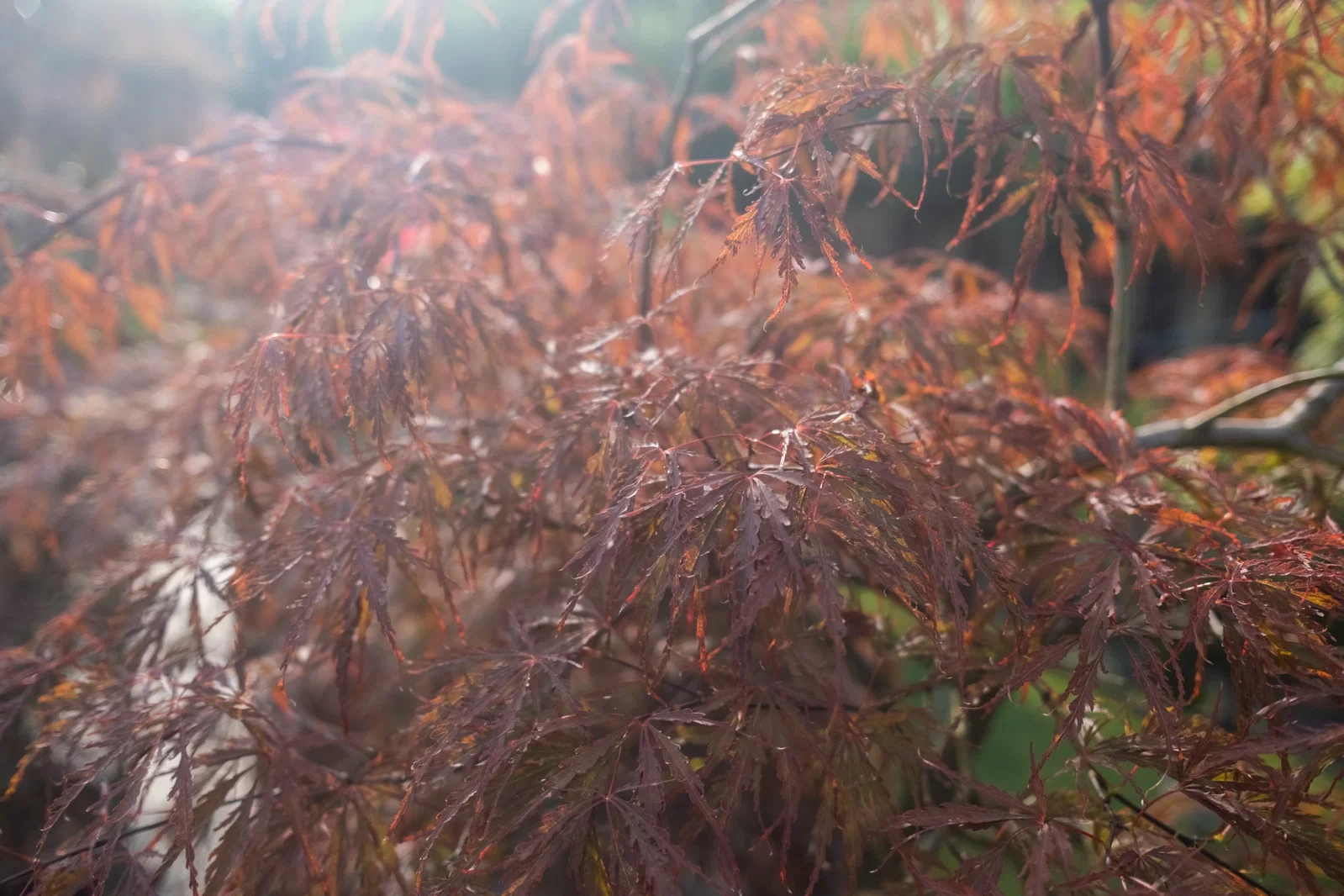 Acer Palmatum Garnet (Japanischer Ahorn)-7