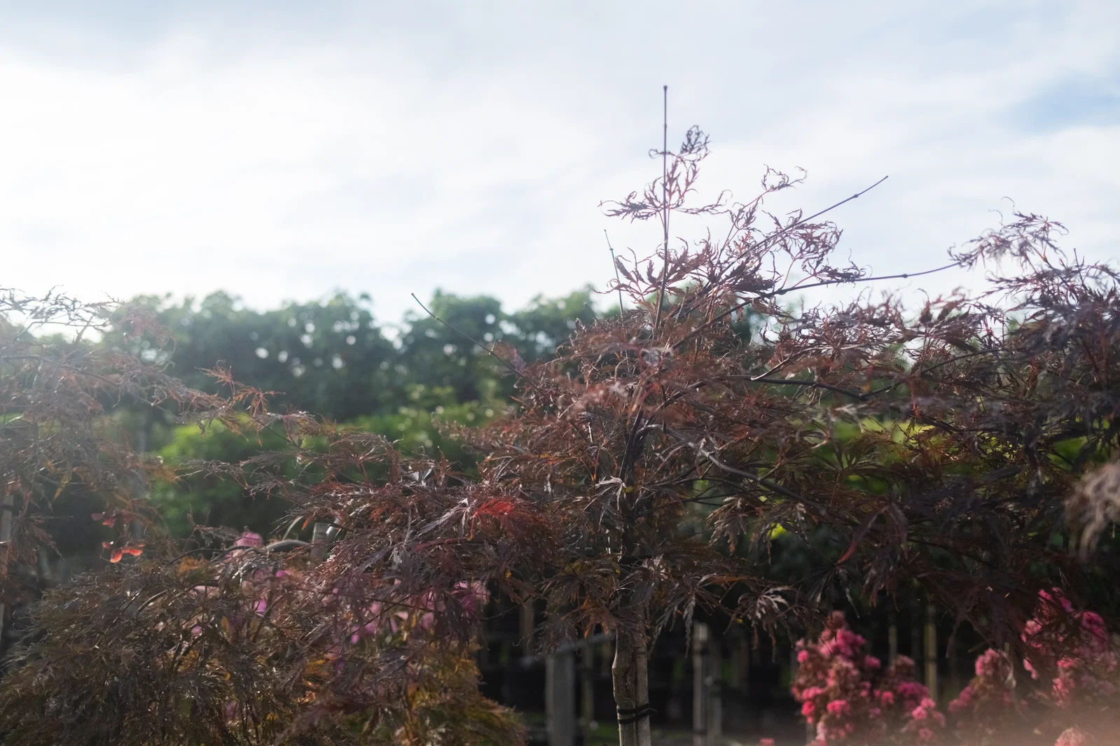 Acer Palmatum Garnet (Japanischer Ahorn)-4