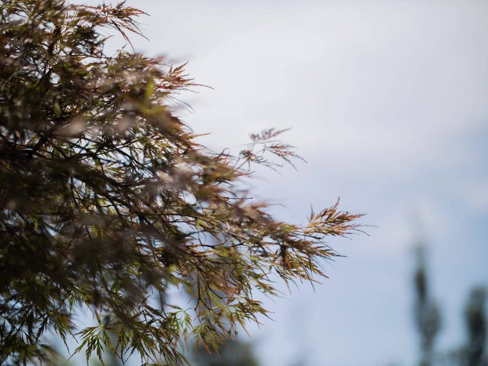 Acer Palmatum Garnet (Japanischer Ahorn)-5