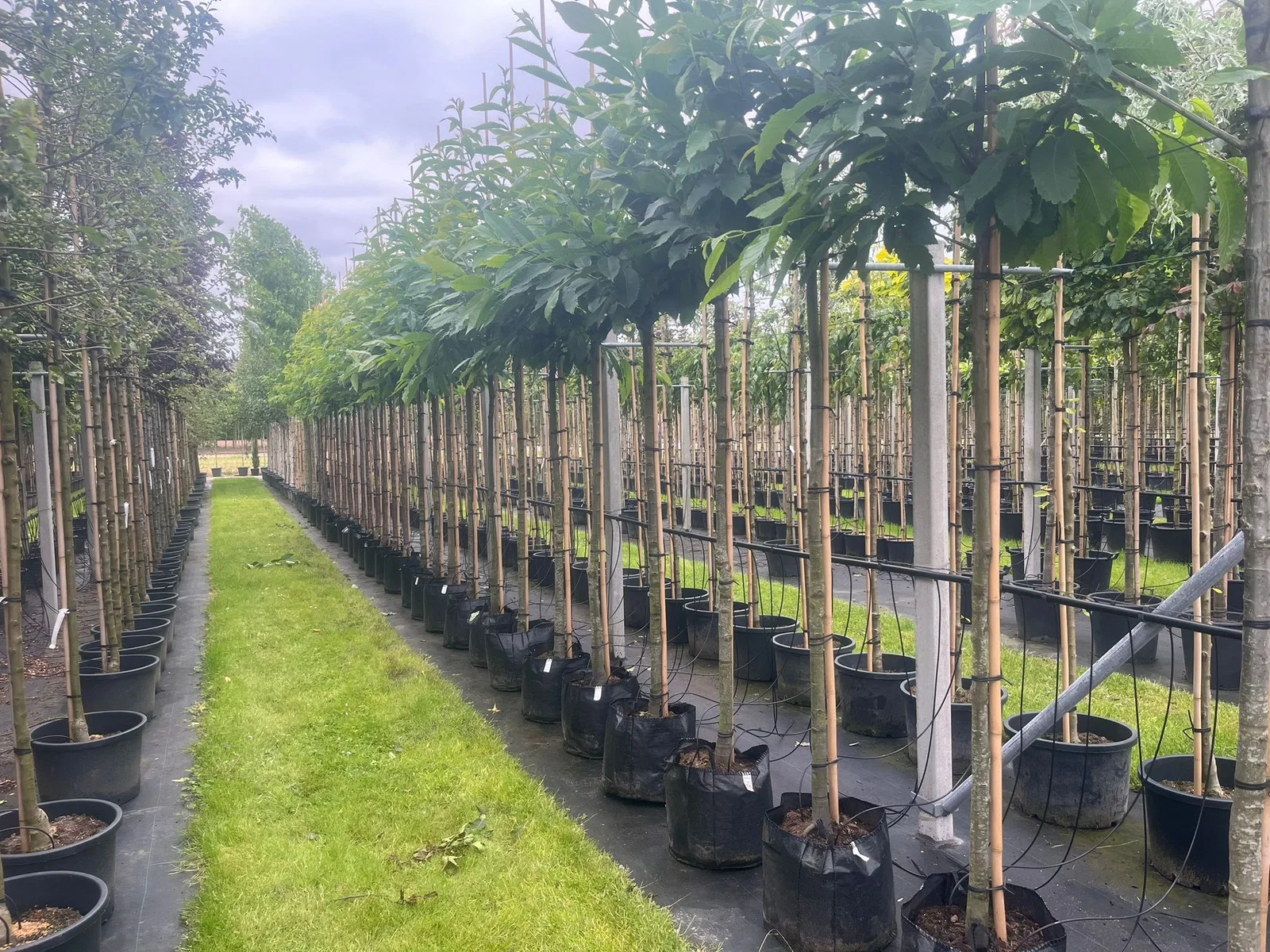 Aesculus Carnea Briotii (Rotblühende Rosskastanie)-6