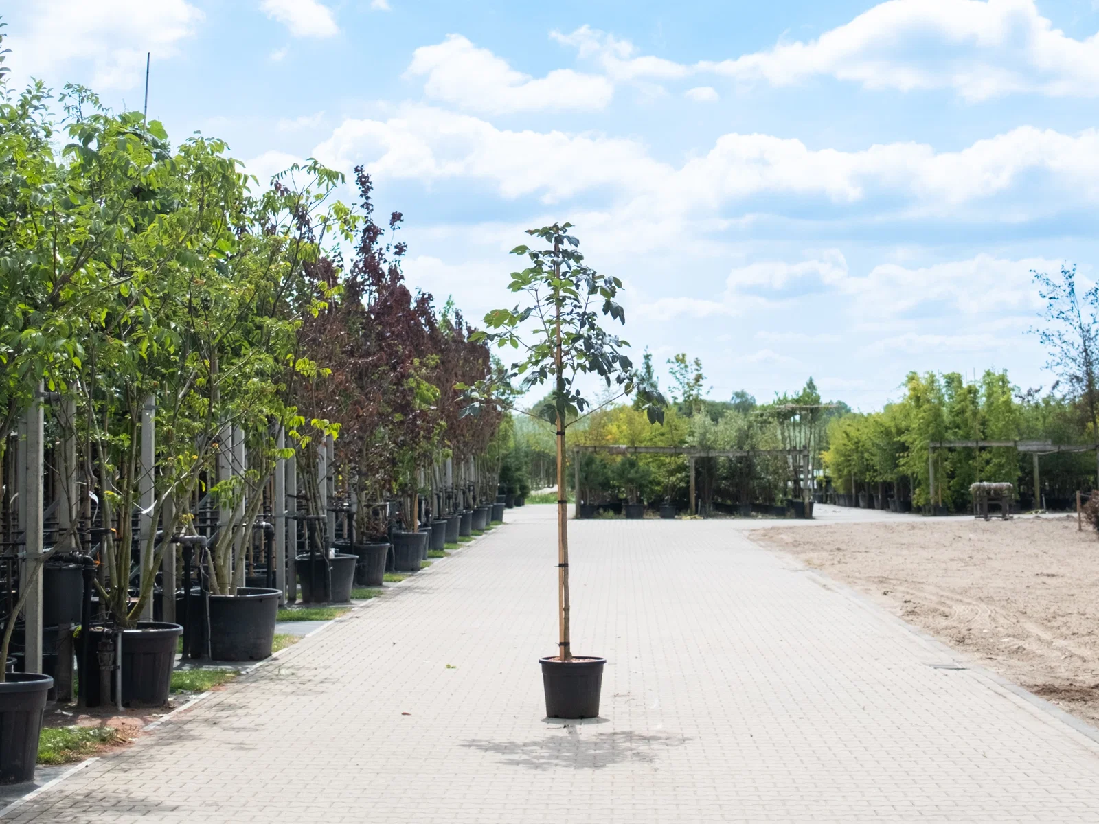 Aesculus Carnea Briotii (Rotblühende Rosskastanie)-1