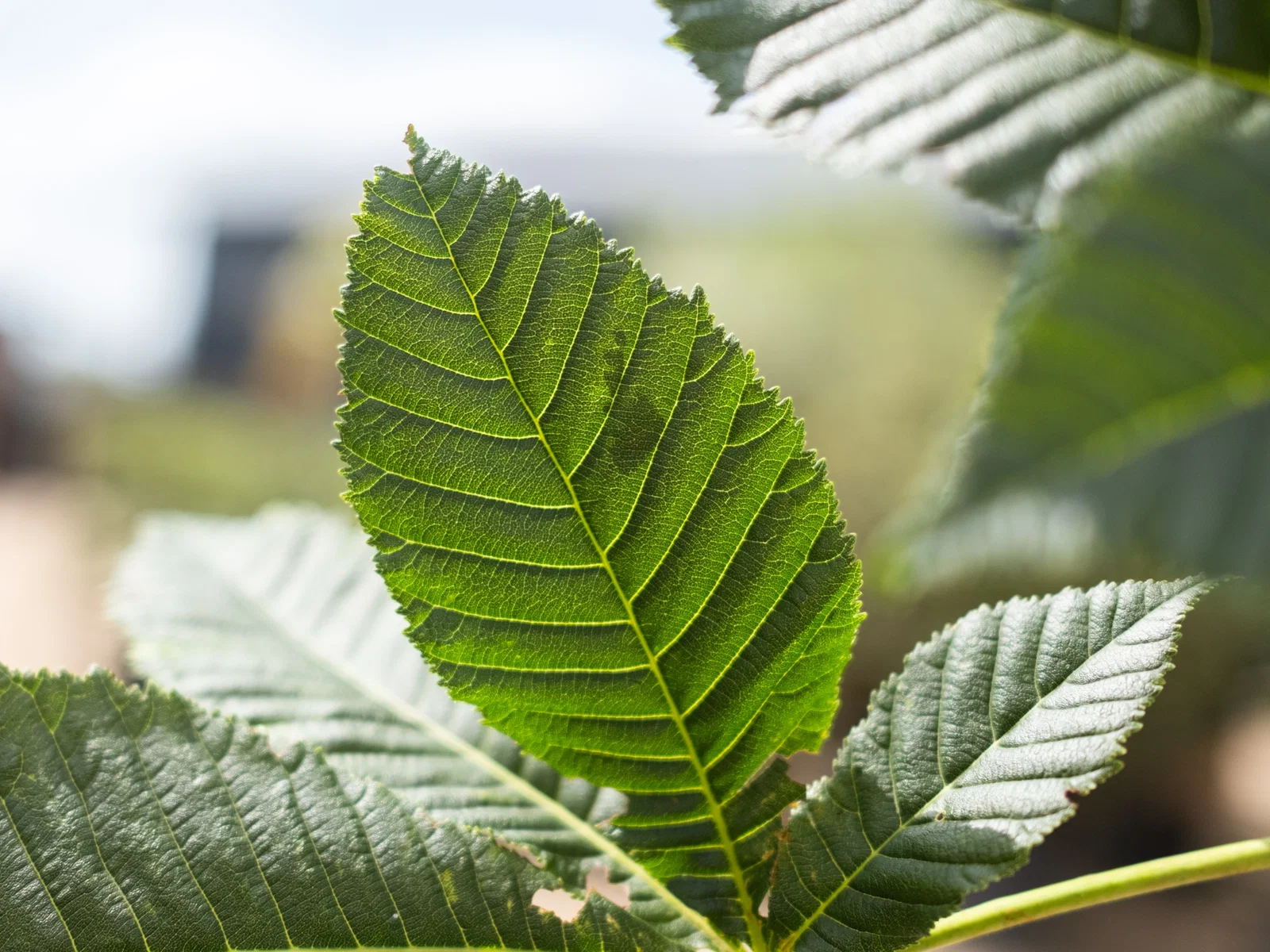 Aesculus Carnea Briotii (Rotblühende Rosskastanie)-7