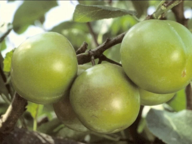 Prunus d. Reine Claude Verte (Groentje)