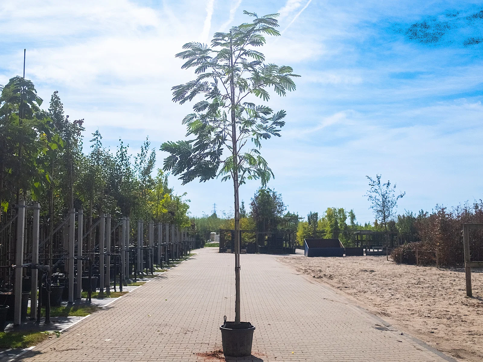 Albizia Julibrissin (Persischer Schlafbaum)-10