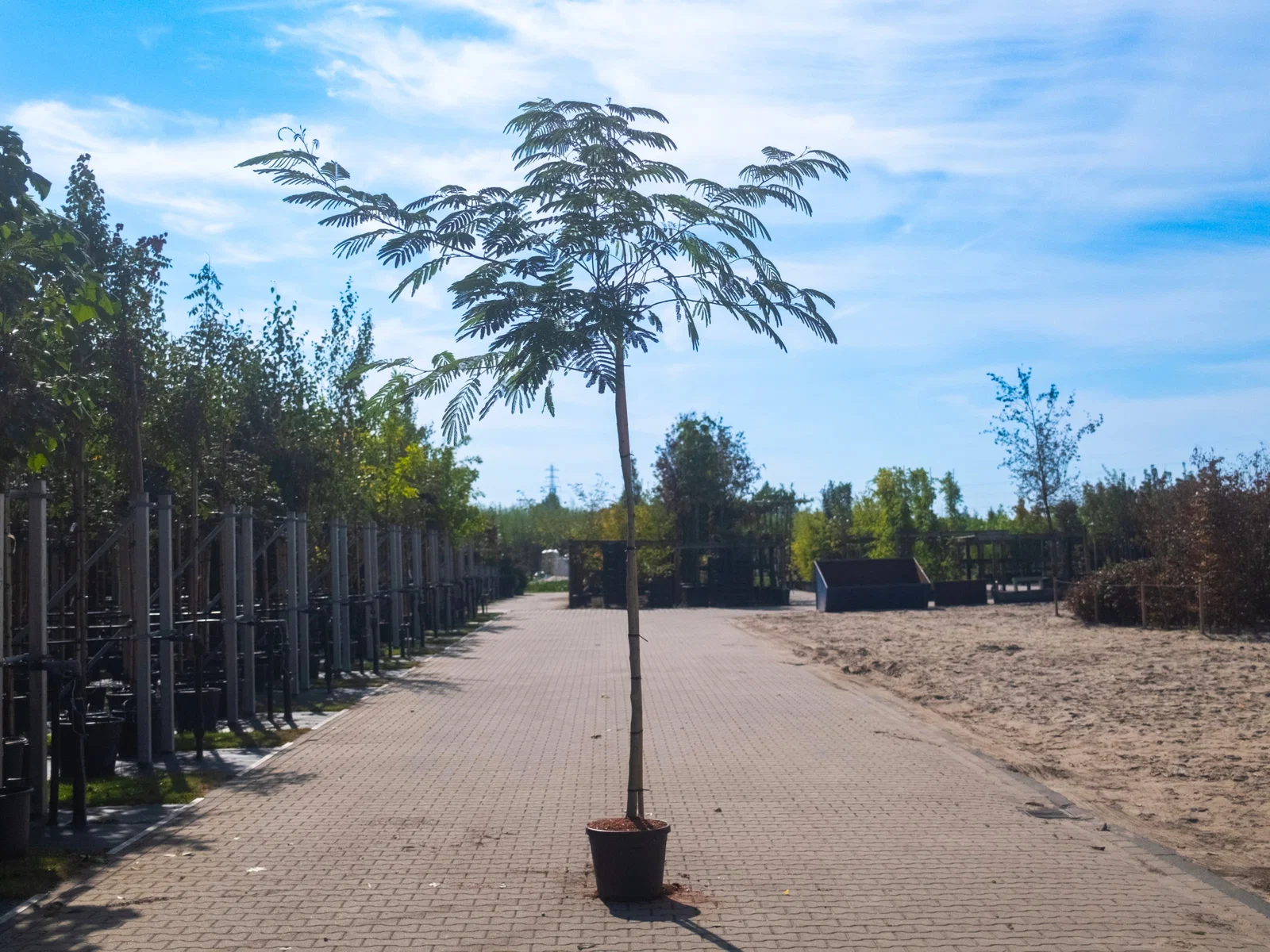 Albizia Julibrissin (Persischer Schlafbaum)-11