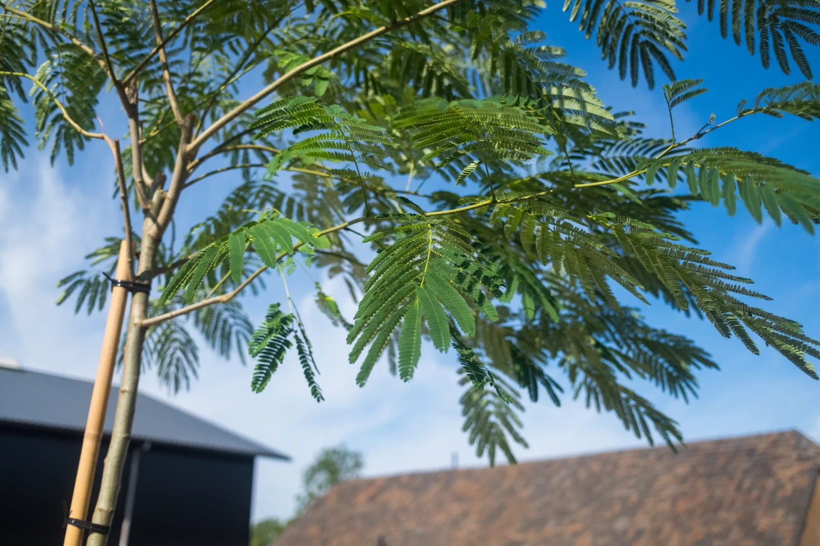 Albizia Julibrissin (Persischer Schlafbaum)-2