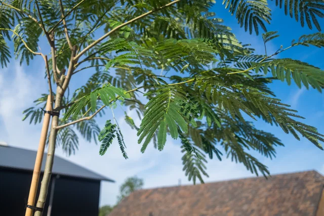 Albizia Julibrissin (Persischer Schlafbaum) Albizia Julibrissin (Persischer Schlafbaum)