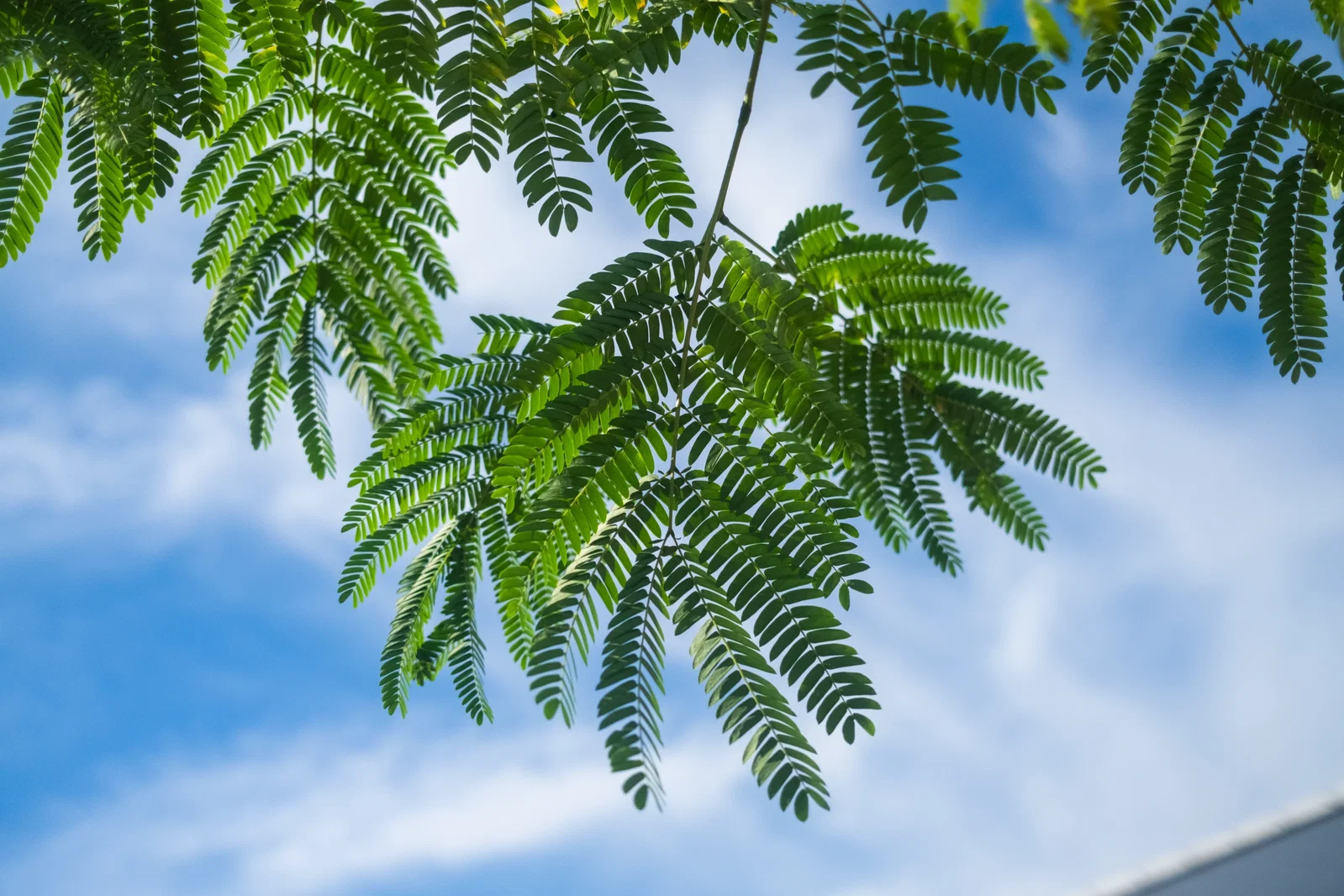 Albizia Julibrissin (Persischer Schlafbaum)-8
