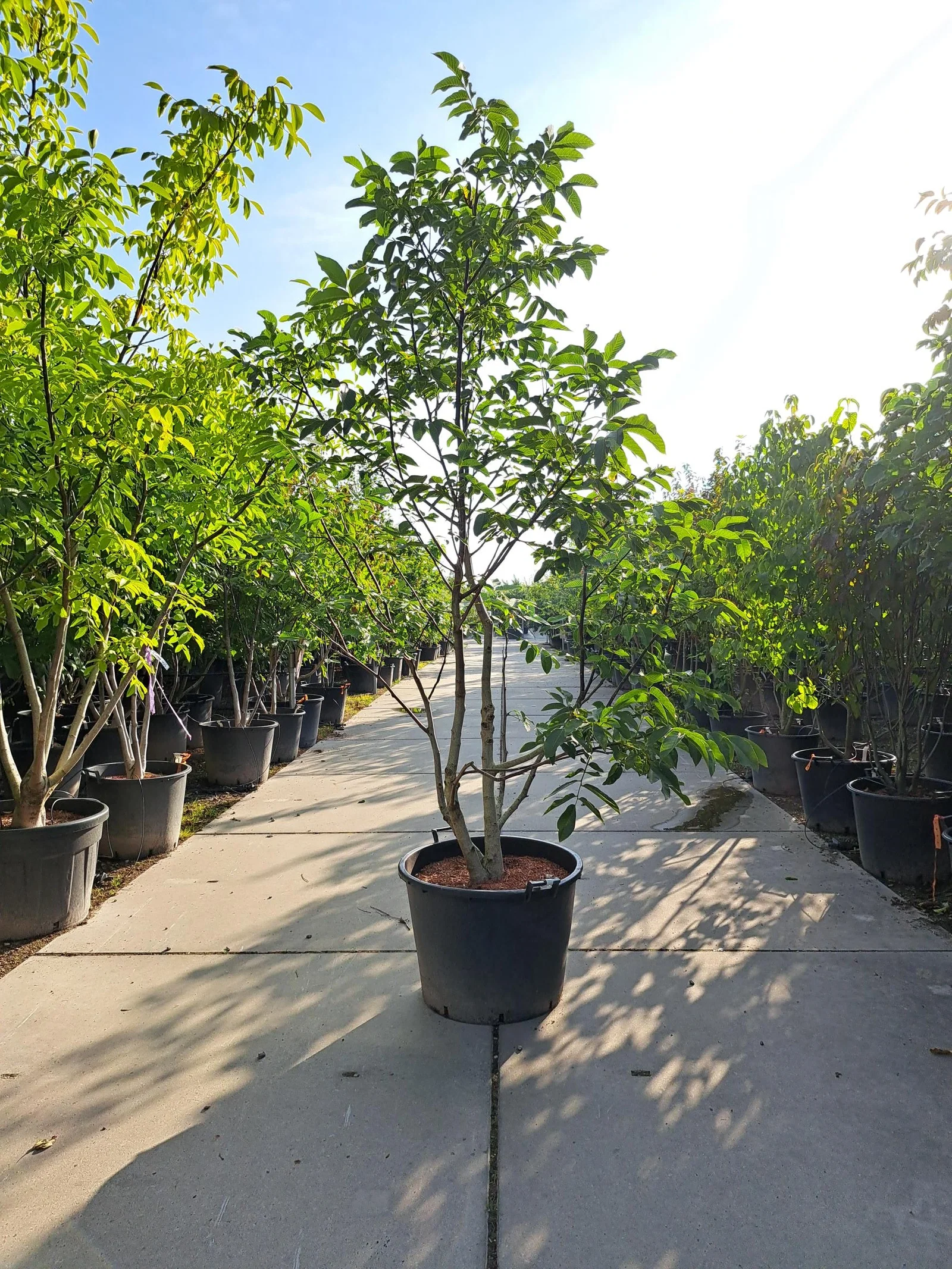 Juglans Regia Mehrstämmig (Walnussbaum)-4