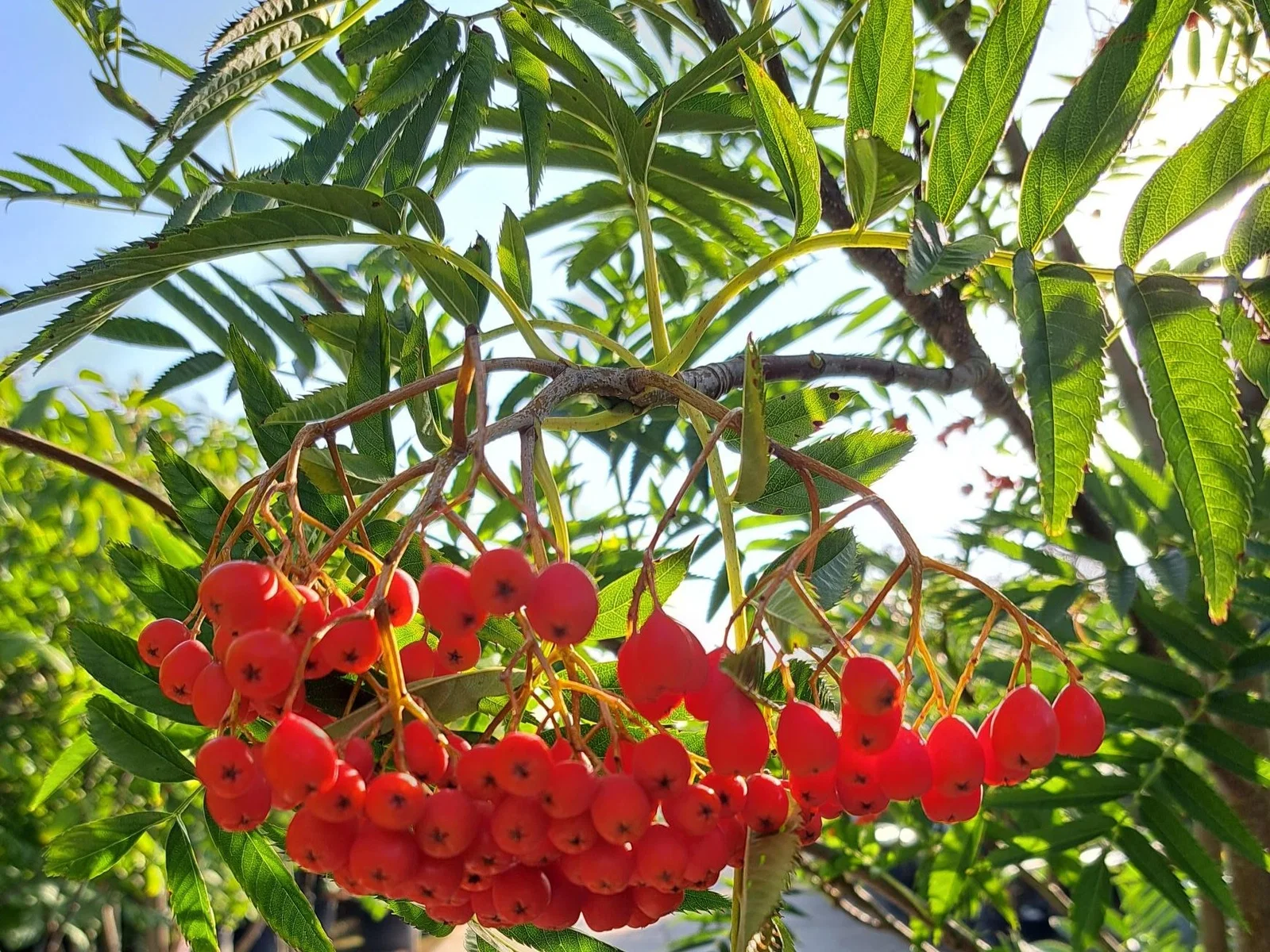 Sorbus Dodong (Eberesche)-3