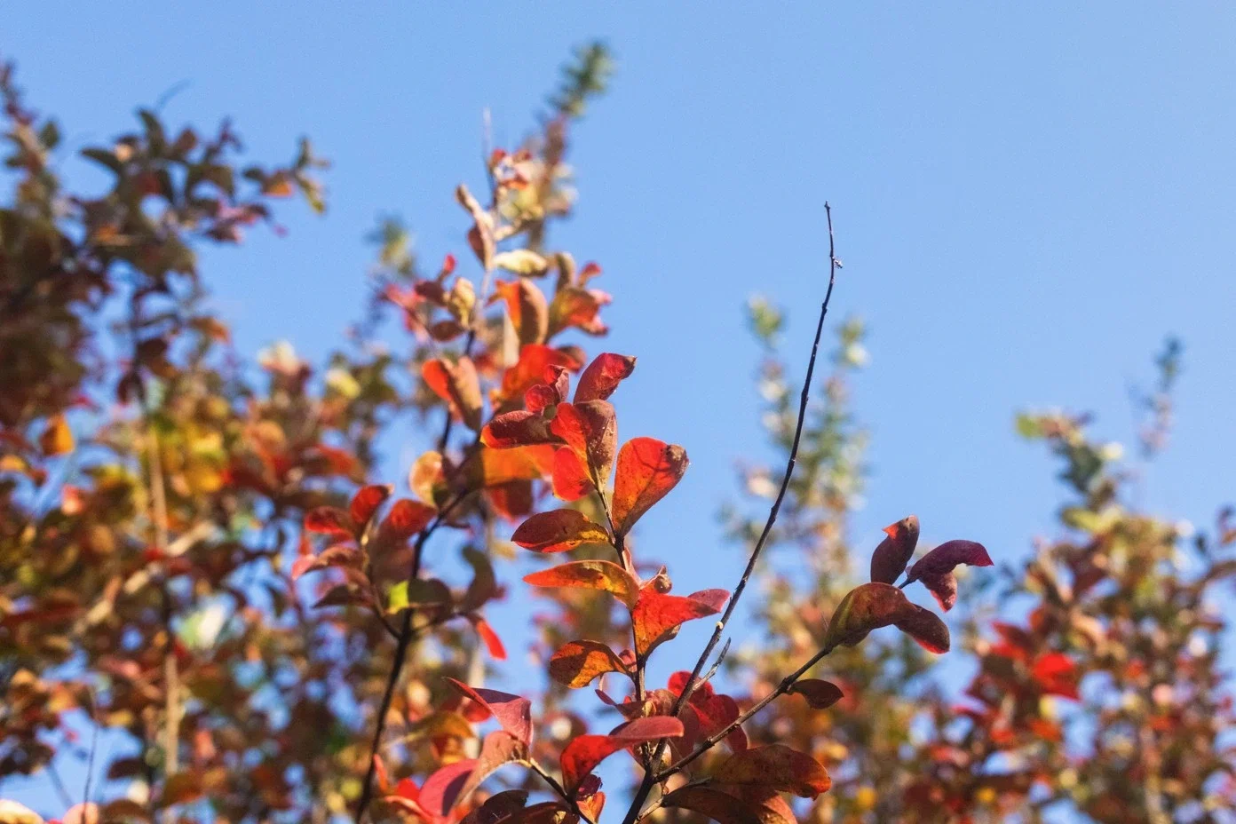 Lagerstroemia Indica Superviolacea Mehrstämmig (Lila Lagerstroemia)-4